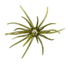 Prickly Pear 25 mm Finesse Bait - Lonestar Disco