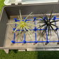 Urchin Tackle Box