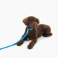 Everyday Pvc Leash