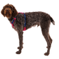 Hi & Light Harness