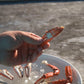 Crab Claw Cutter