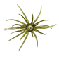 Prickly Pear 25 mm Finesse Bait
