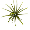 Prickly Pear 25 mm Finesse Bait - Hag's Pumpkin