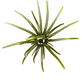 Prickly Pear 25 mm Finesse Bait