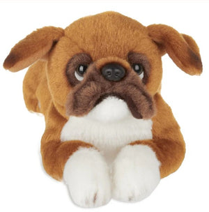 Lil Roscoe the Boxer