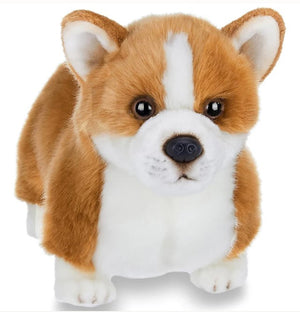 Queenie the Corgi