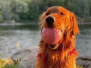 GOAT Sport Balls Dog Toy