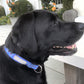 Love Dog Collar