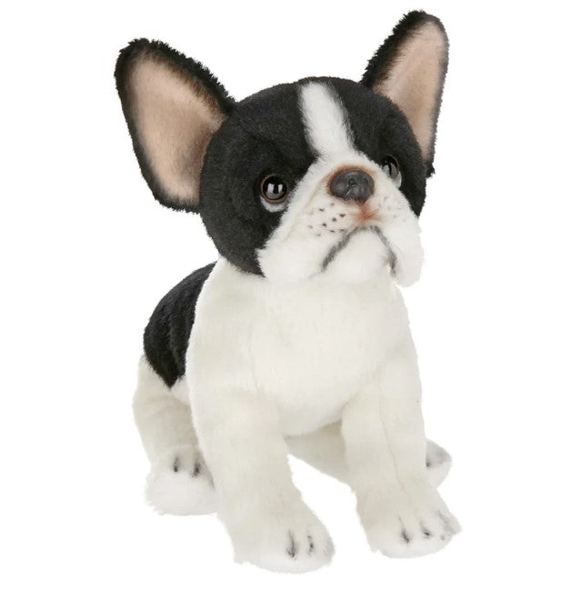 Oliver the French Bulldog