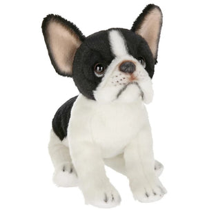 Oliver the French Bulldog