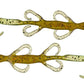 Lizards