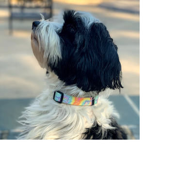 Puppie Love Dog Collar - AERIAL